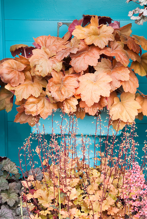Heuchera-JWW2641.jpg