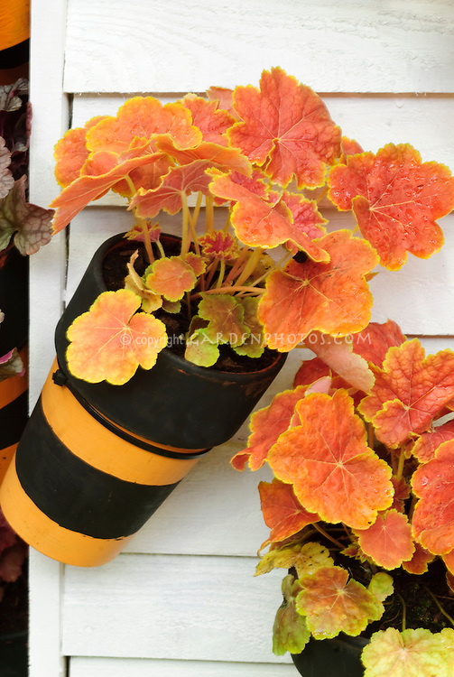 Heuchera-Pot-JWW8713.jpg