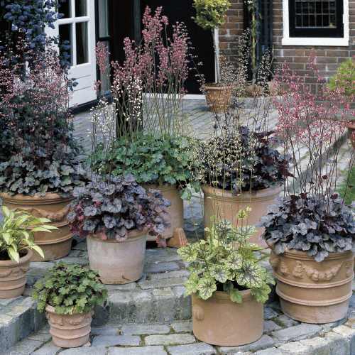 Heuchera_Coral_Plant_Mixture.jpg