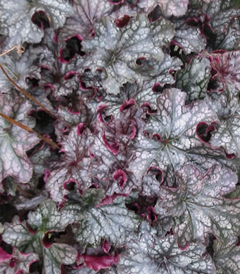 heuchera_dolce_blackcurrant.jpg