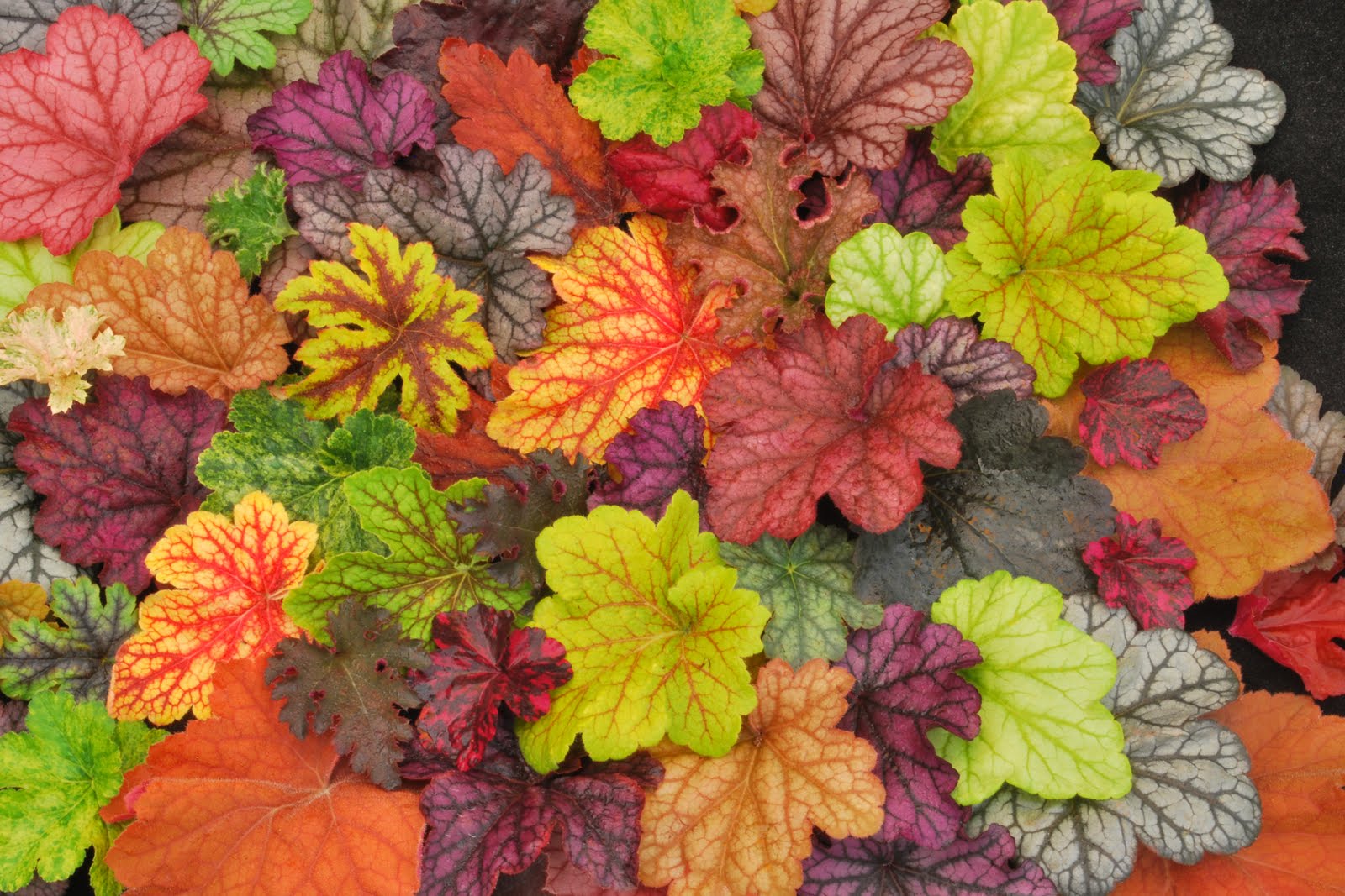 Heuchera_Heucherella_Collage_1b.jpg