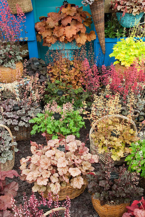 Heucheras-JWW2638.jpg