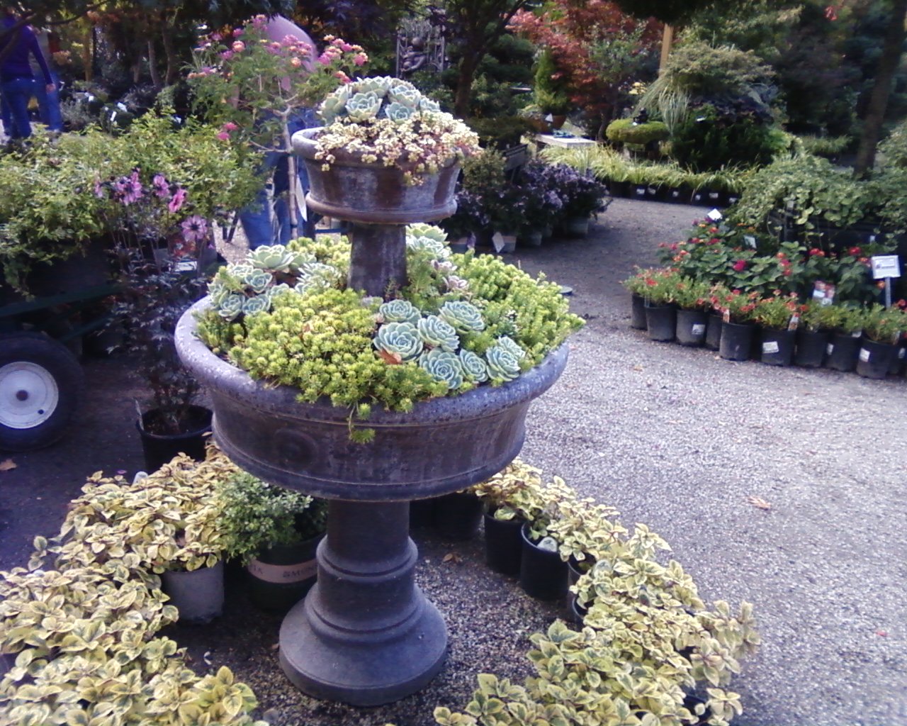 HHNsucculentdoublepedestal-1.jpg