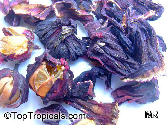 hib_sanguinea6715.jpg