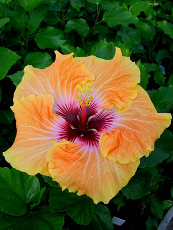 Hibi_Tahitian_Apricot_Splendor.jpg