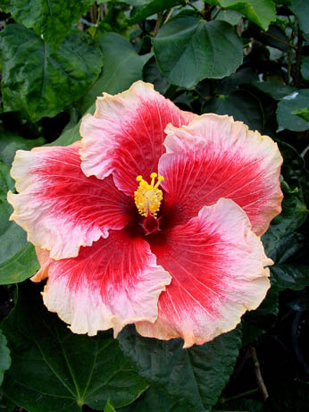 Hibi_Tahitian_Cherry_Blossom.jpg