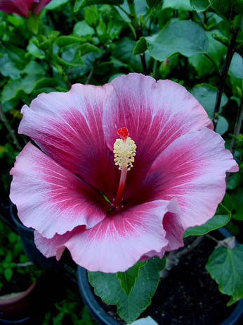 Hibi_Tahitian_Purple_Queen.jpg