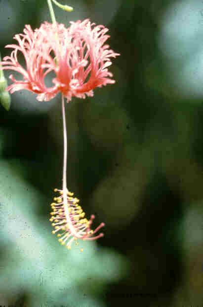 HibiSchi.JPG