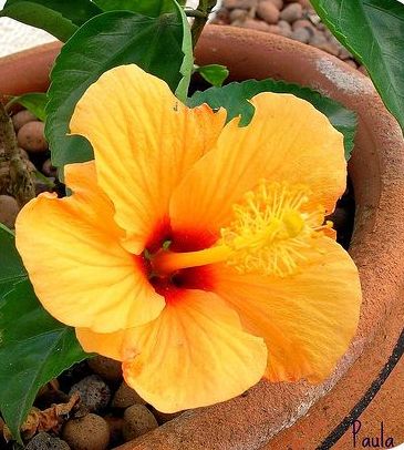 hibisco-2.jpg