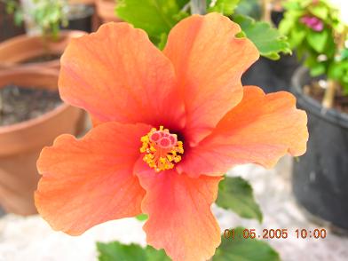 hibisco%20flor%20ok.JPG