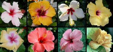 Hibisco.jpg