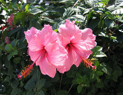 Hibisco+rosa+008+r.jpg