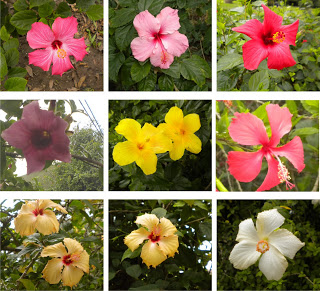 Hibisco000.jpg