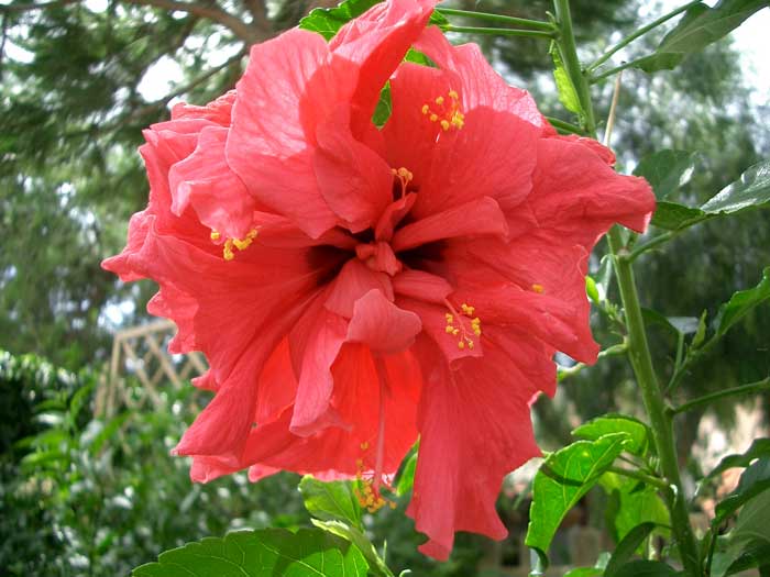 Hibisco2.jpg