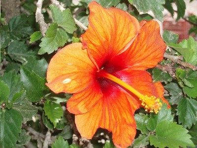 hibisco_naranja.JPG