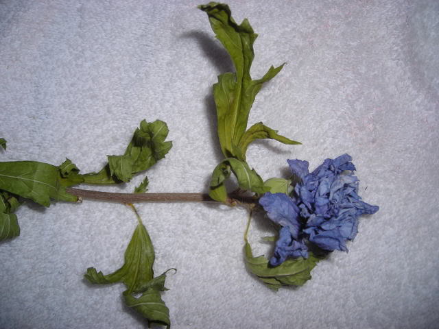 Hibiscocontainer1.jpg