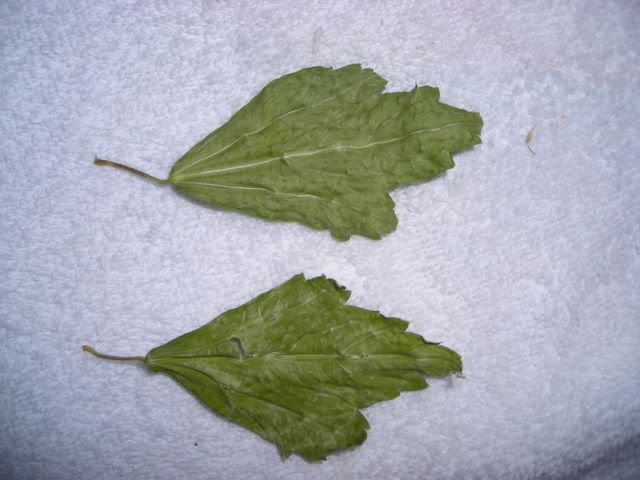 Hibiscocontainer3.jpg
