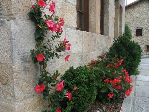 Hibiscos_Suances.jpg