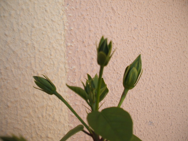 hibiscus 1.jpg