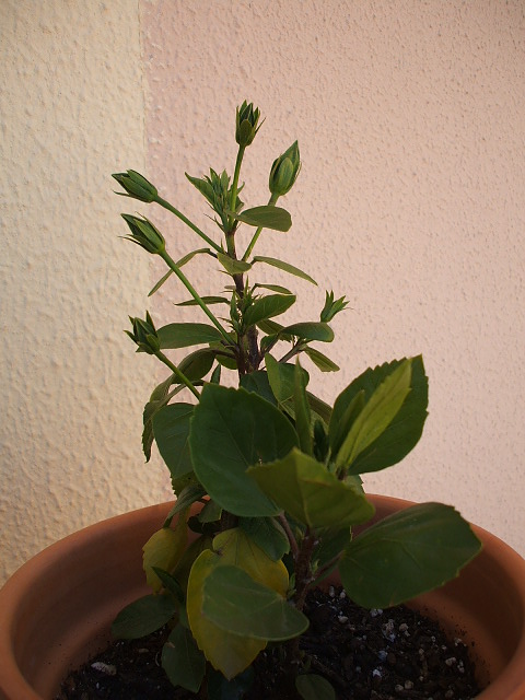 hibiscus 2.jpg