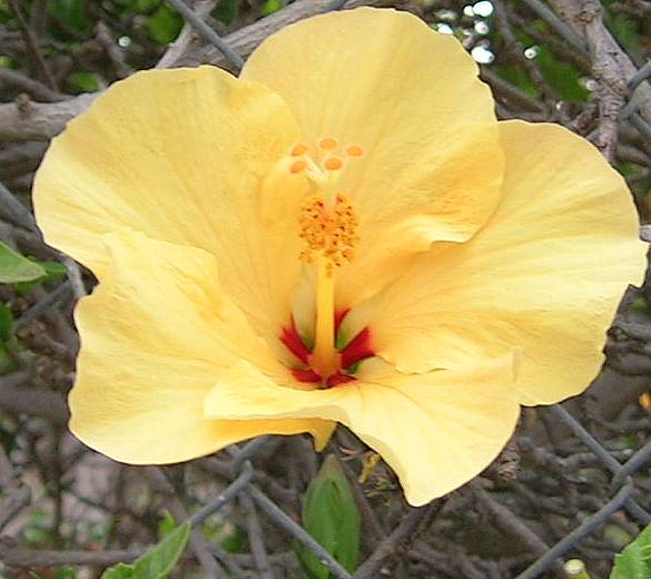 Hibiscus%20Amarillo.JPG