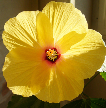 hibiscus%20amarillo2.JPG