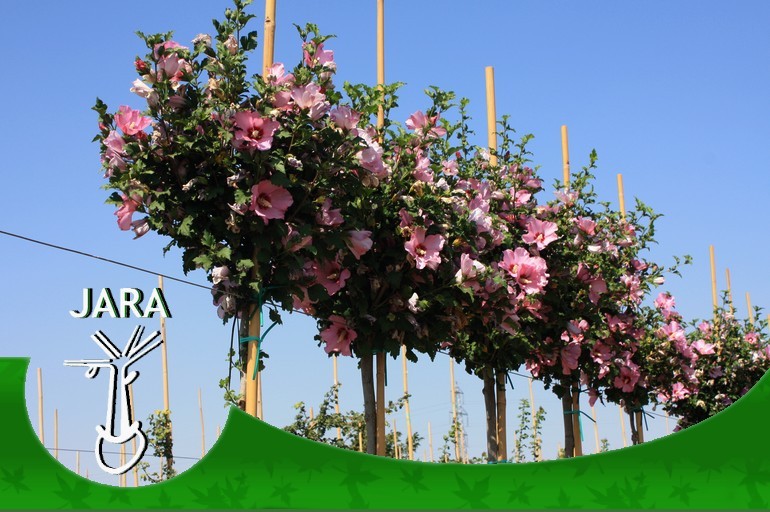 HIBISCUS%20SYRIACUS.jpg