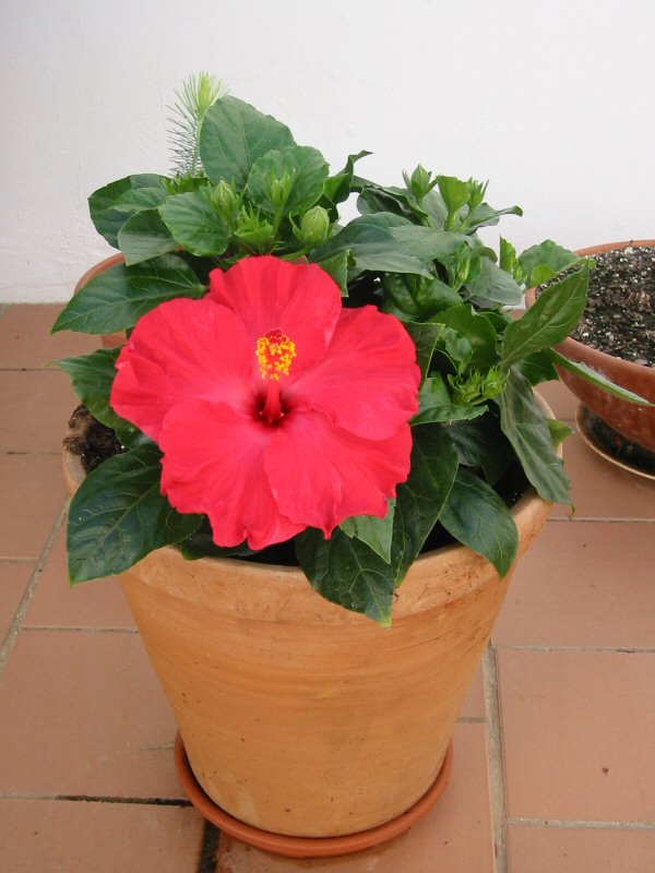 Hibiscus%7E1.jpg