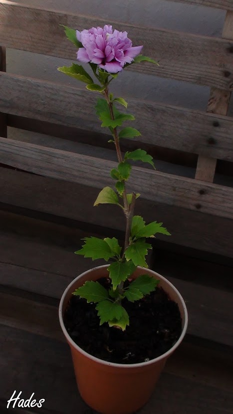 hibiscus+entero.jpg