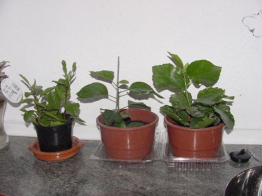 hibiscus esquejes.jpg