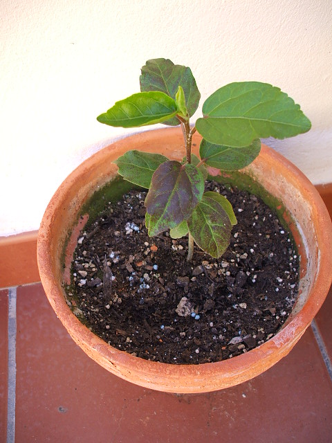 hibiscus hoja roja.jpg