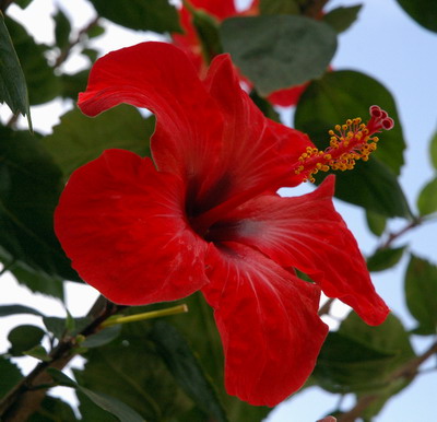 hibiscus.jpg