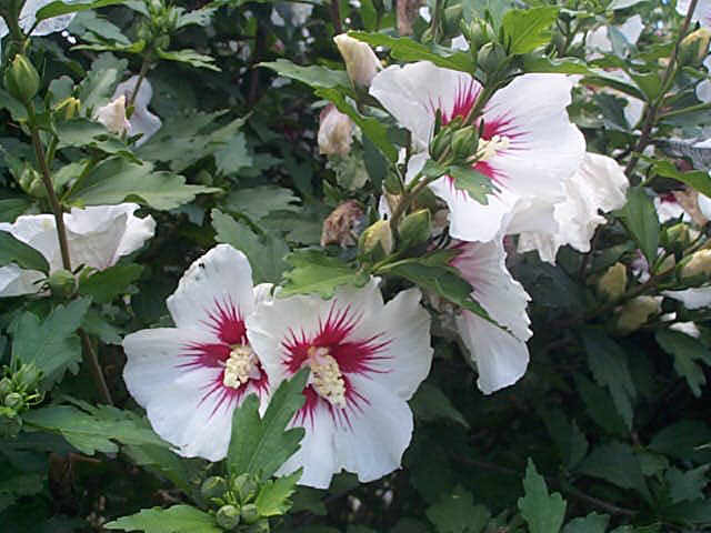 hibiscus.jpg