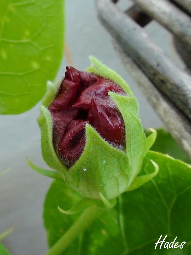 hibiscus.jpg