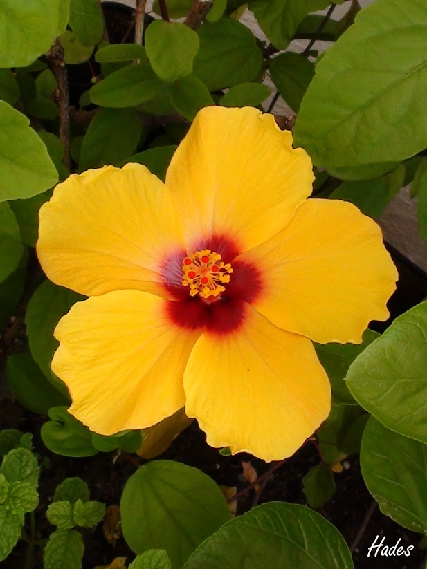 hibiscus.jpg