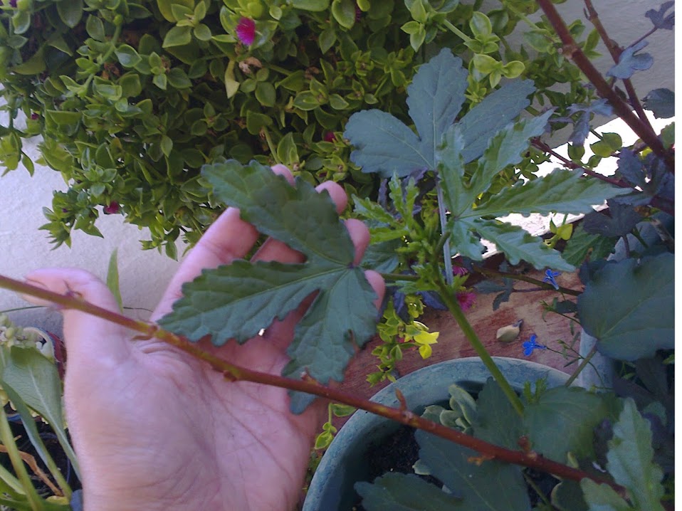 hibiscus.jpg