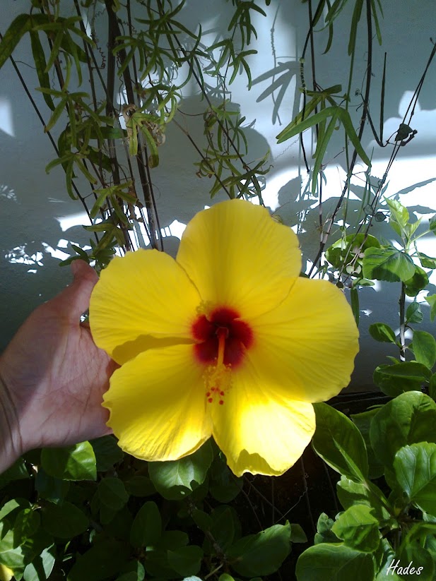 hibiscus.jpg