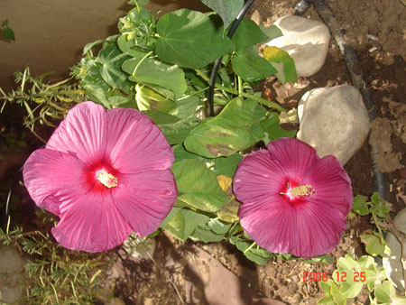 hibiscus mascheato luna.jpg