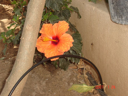 hibiscus naranja.jpg