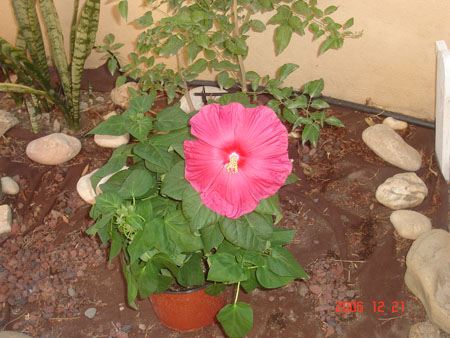 hibiscus nuevo II.jpg