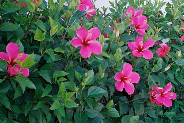 hibiscus+rosa-sinensis.jpg