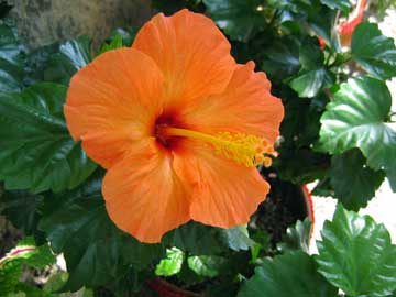 hibiscus-rosa-sinensis-nara.jpg