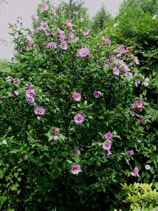Hibiscus-syriacus-2.jpg