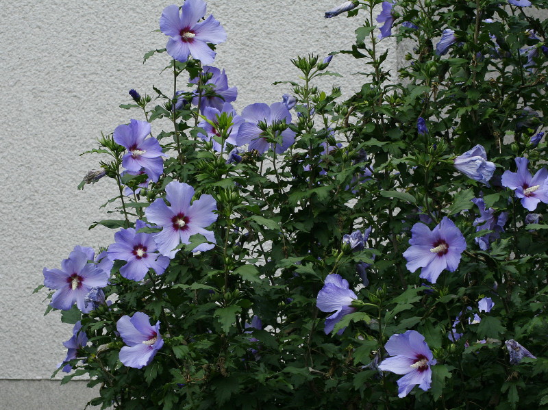 Hibiscus-syriacus-Blue-bird-sirski-oslez-06.jpg