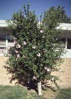 hibiscus-syriacus.jpg