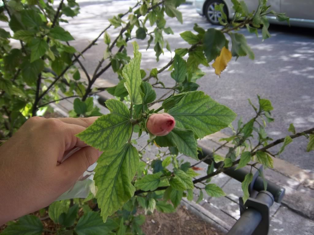 hibiscus1.jpg