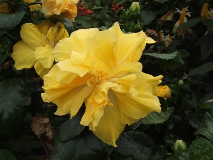hibiscus3.jpg