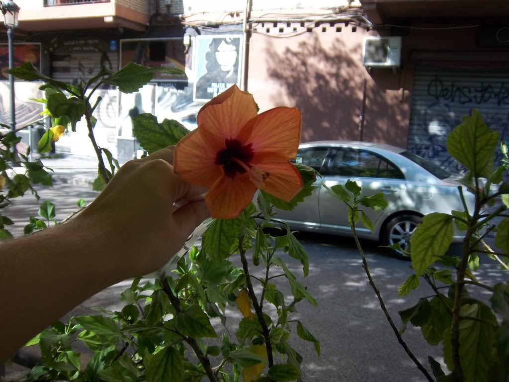 hibiscus3.jpg