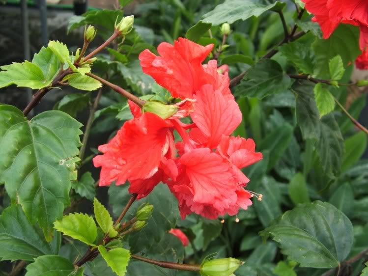 hibiscus4.jpg