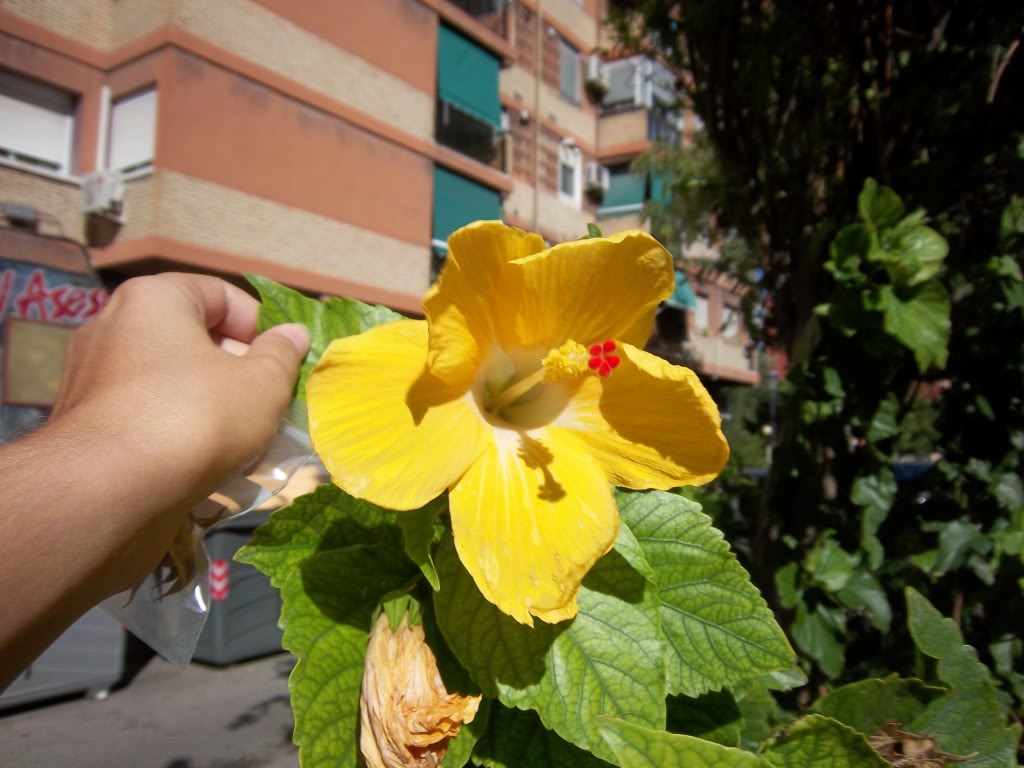 hibiscus4.jpg
